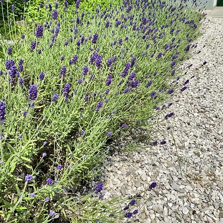 Alpha Center Apartment