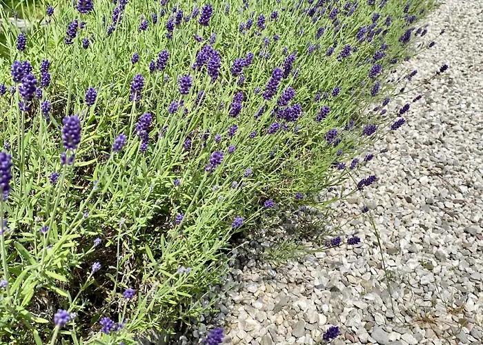 Alpha Center דירה